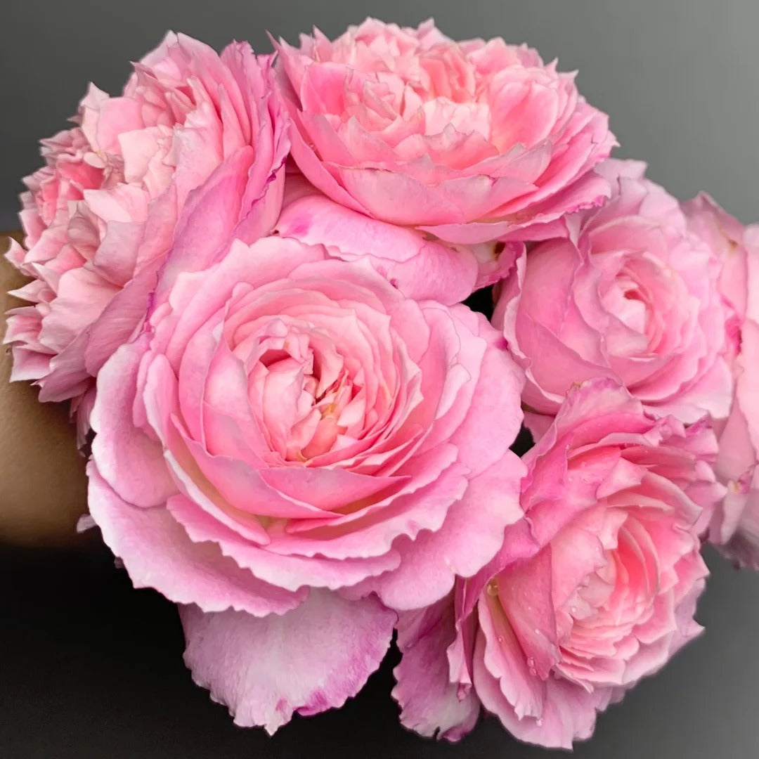 'Xingyuan Xueqing' Shrub Rose