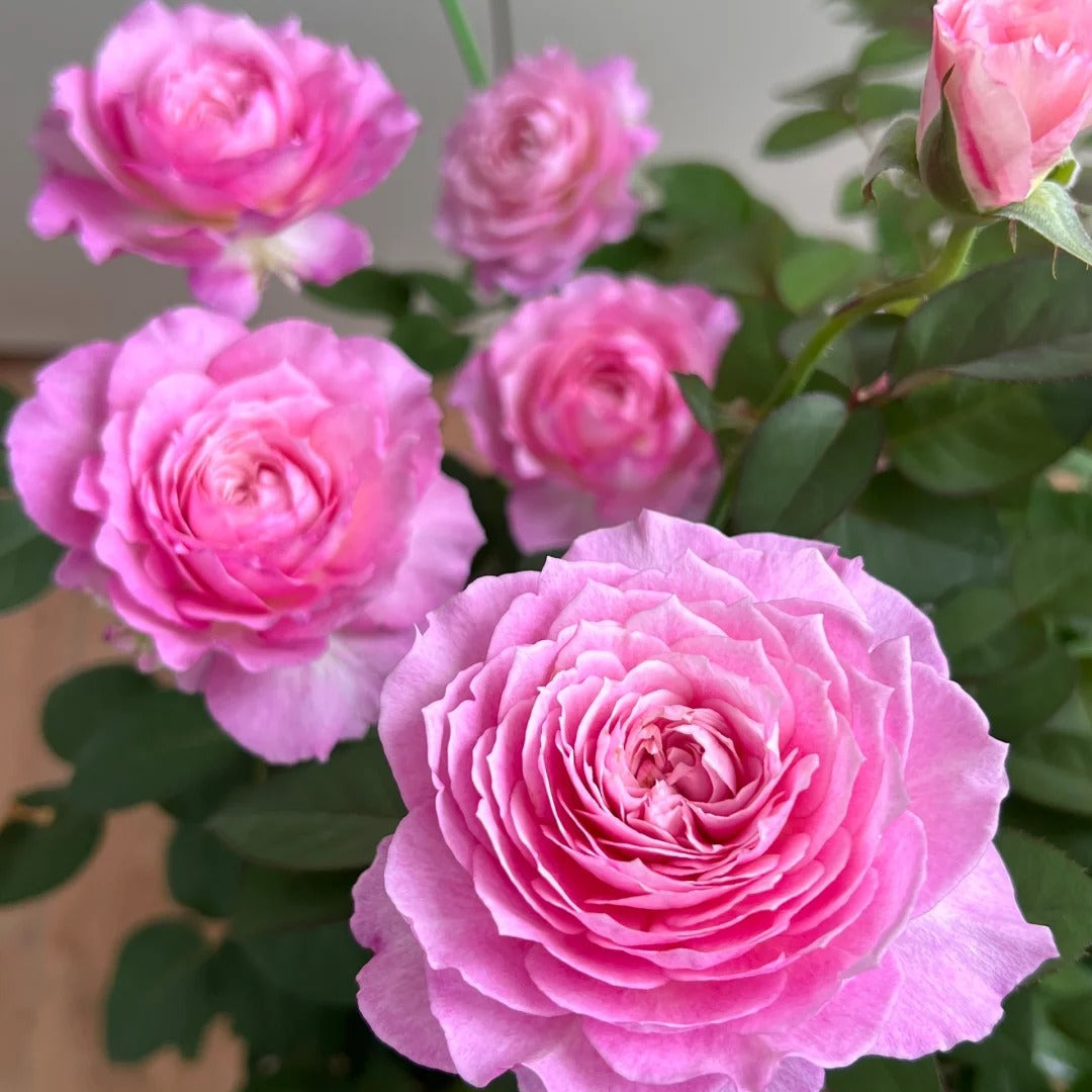 'Xingyuan Xueqing' Shrub Rose