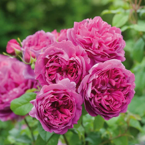 Young Lycidas (AUSeasel) David Austin® Shrub Rose Brush Live Plant, 3-5 gallon