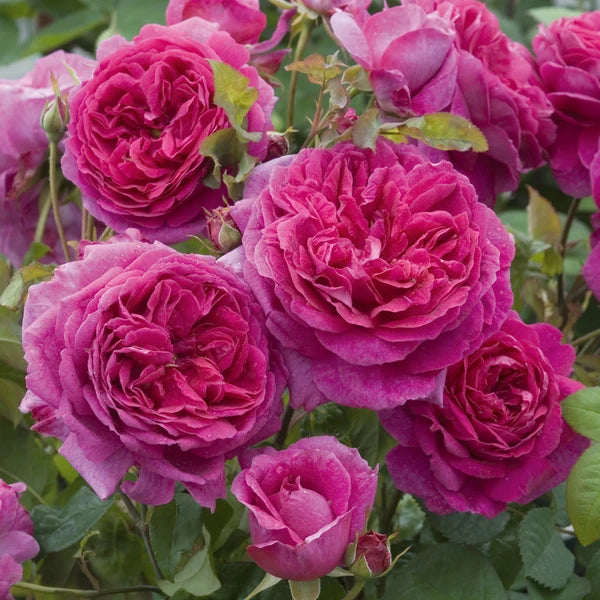 Young Lycidas (AUSeasel) David Austin® Shrub Rose Brush Live Plant, 3-5 gallon