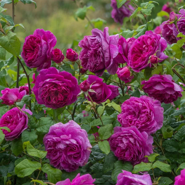Young Lycidas (AUSeasel) David Austin® Shrub Rose Brush Live Plant, 3-5 gallon