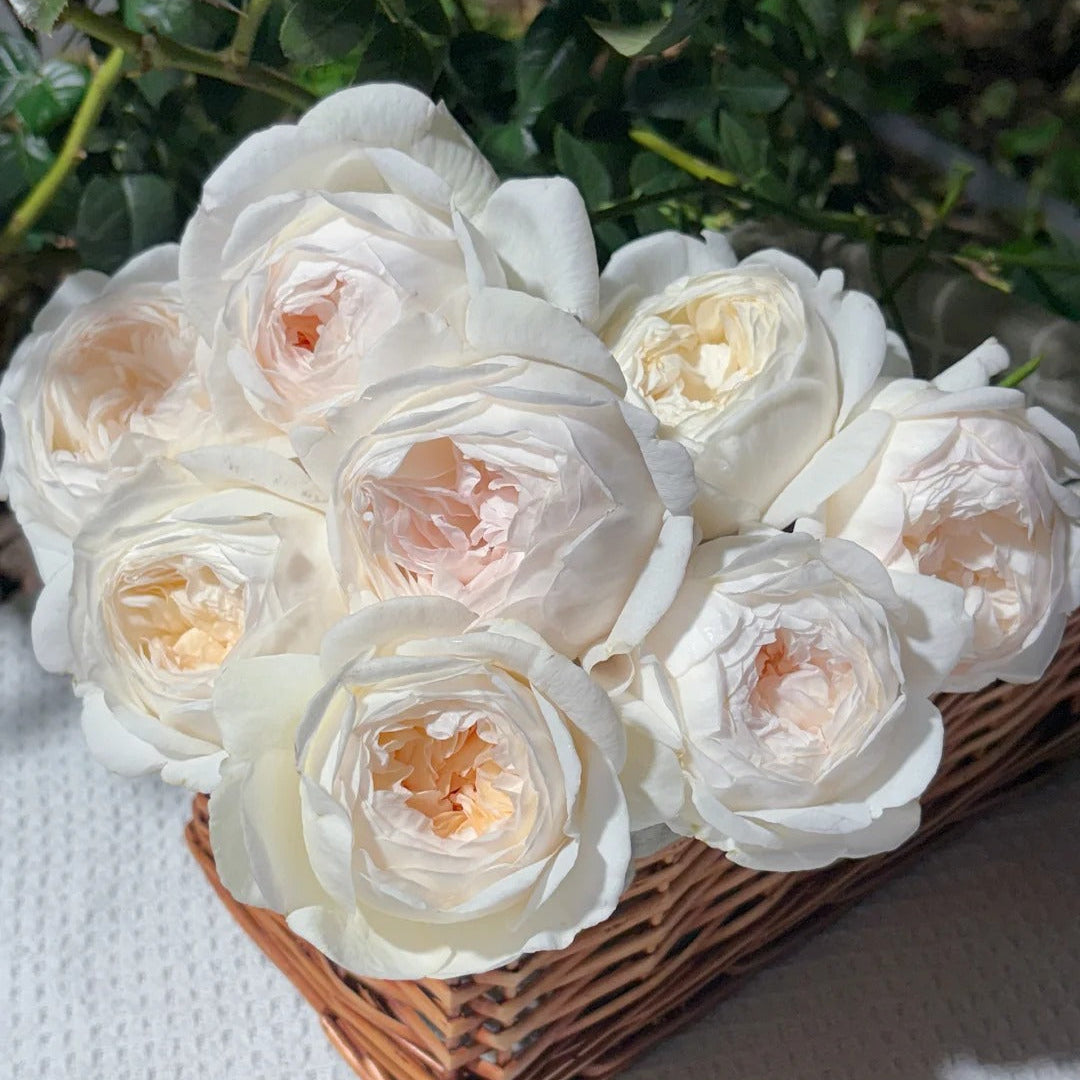 'Yuelongsha' Shrub Rose