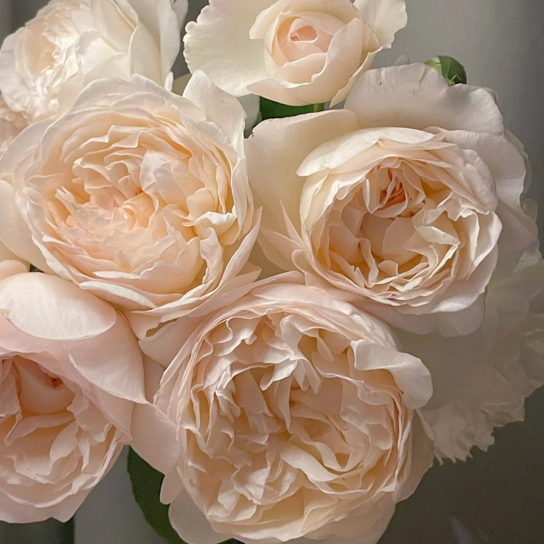 'Yuelongsha' Shrub Rose