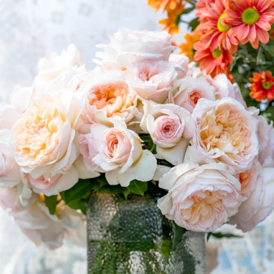 'Yuelongsha' Shrub Rose