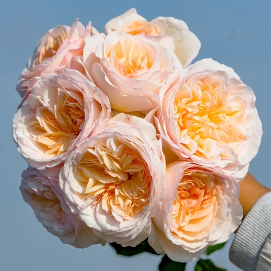 'Yuelongsha' Shrub Rose
