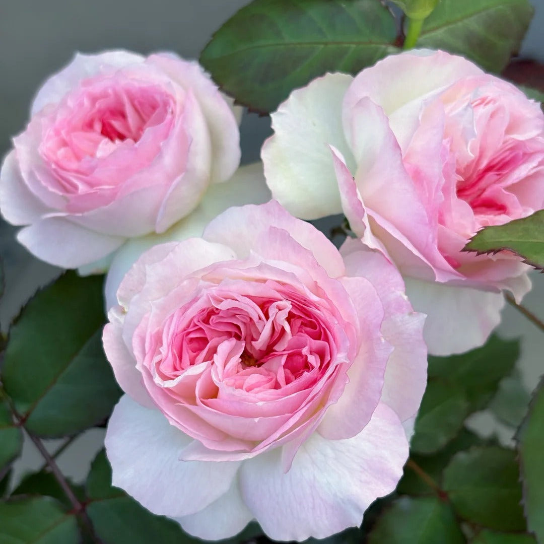 'Zhijin' Shrub Rose