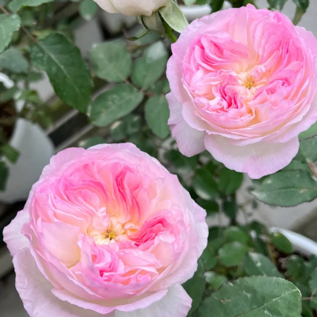 'Zhijin' Shrub Rose