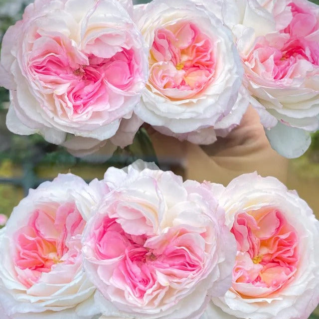 'Zhijin' Shrub Rose