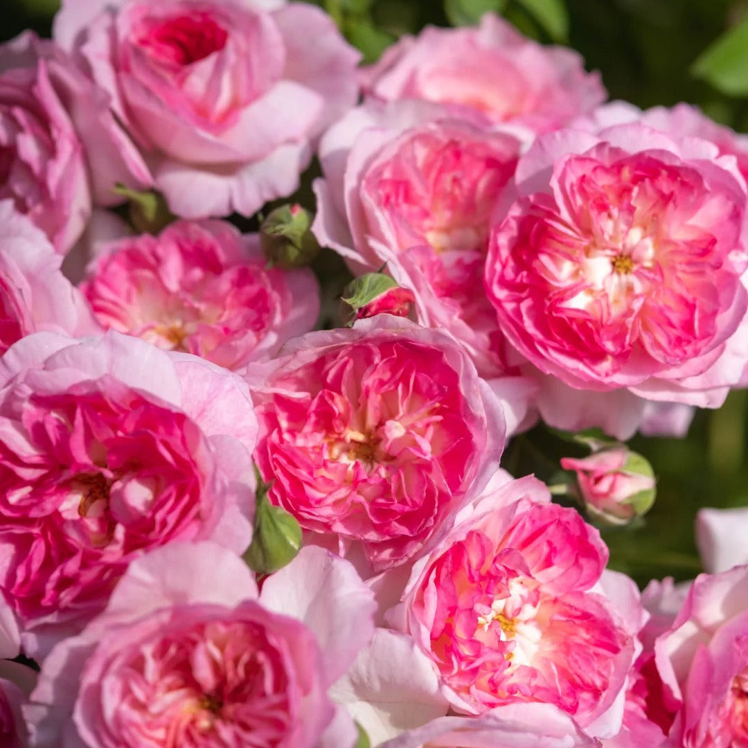 'Zhijin' Shrub Rose