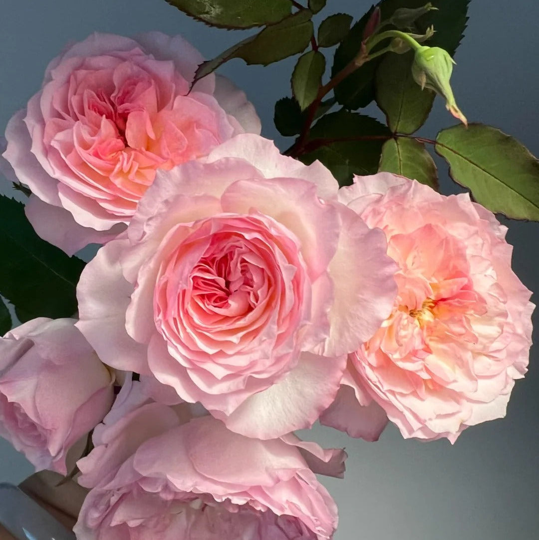 'Zhijin' Shrub Rose