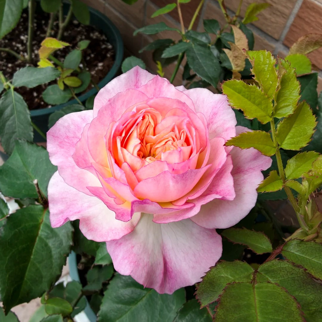 'Zhijin' Shrub Rose