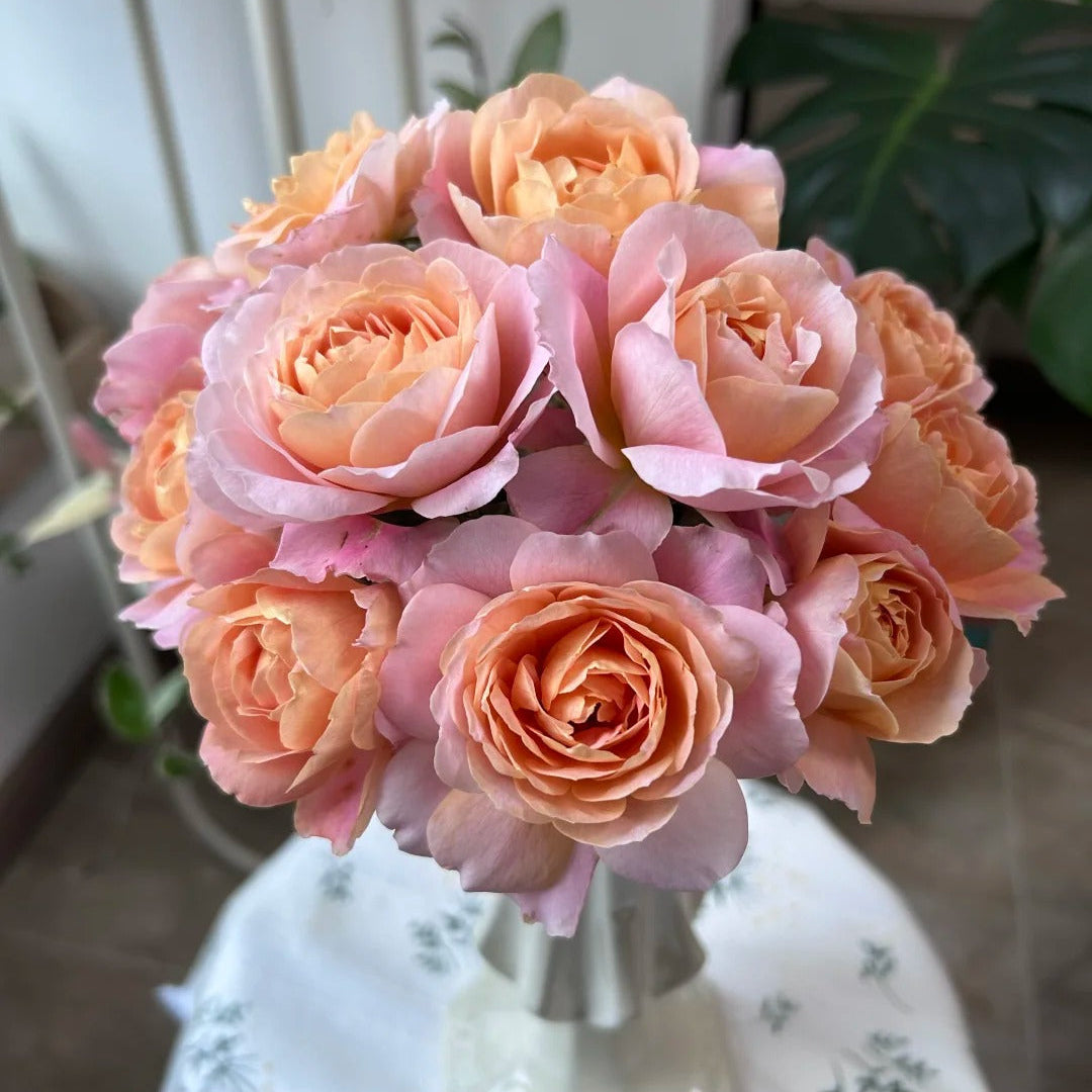 'Zhiqiu' Shrub Rose