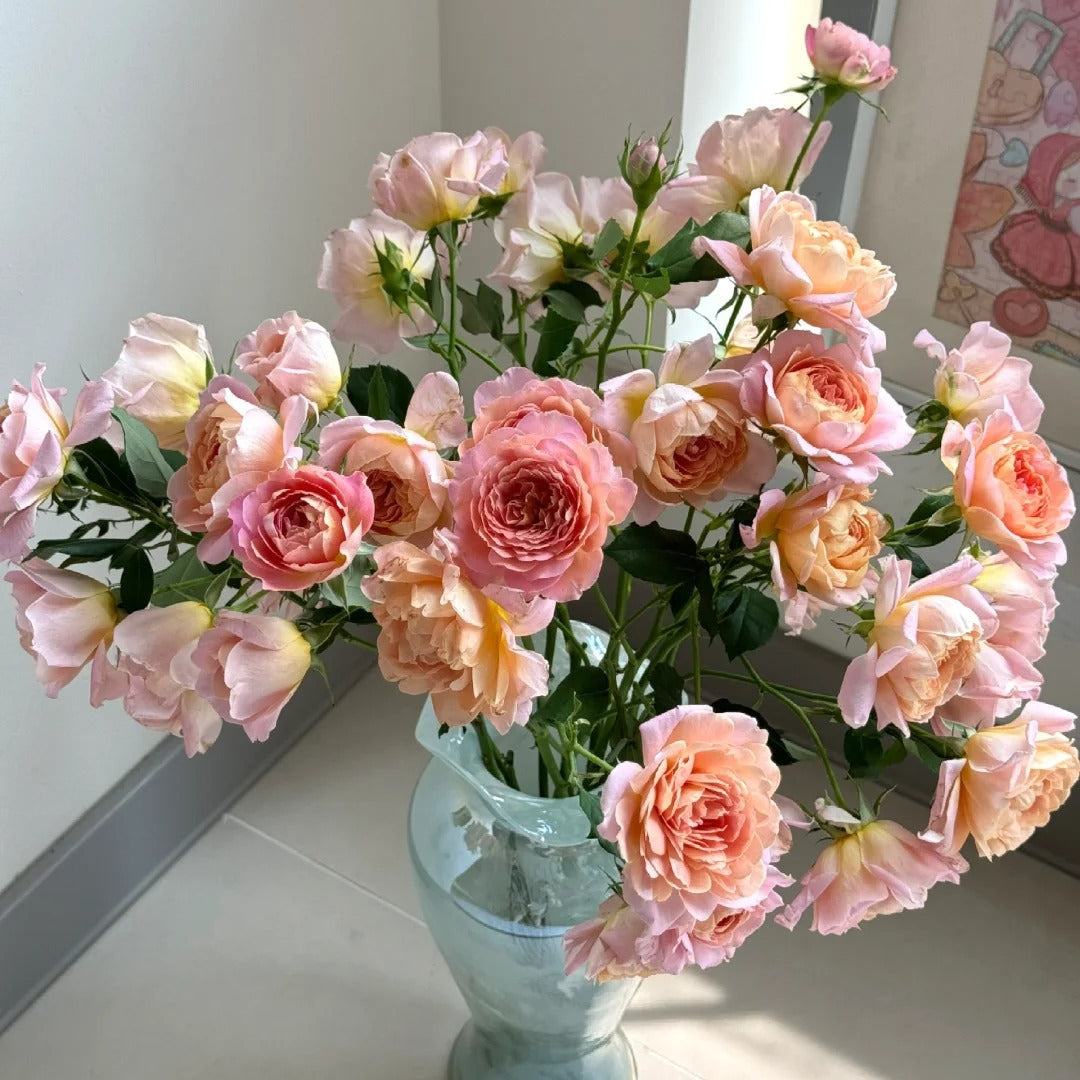 'Zhiqiu' Shrub Rose