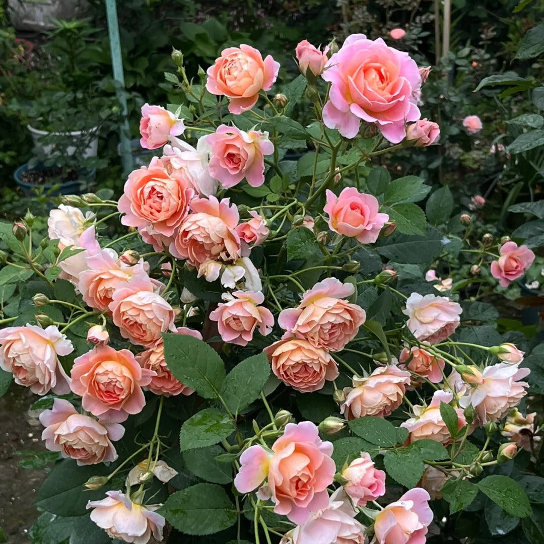 'Zhiqiu' Shrub Rose