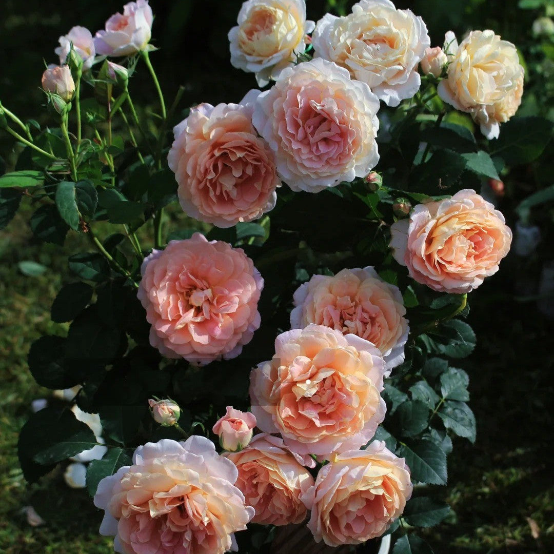 'Zhiqiu' Shrub Rose