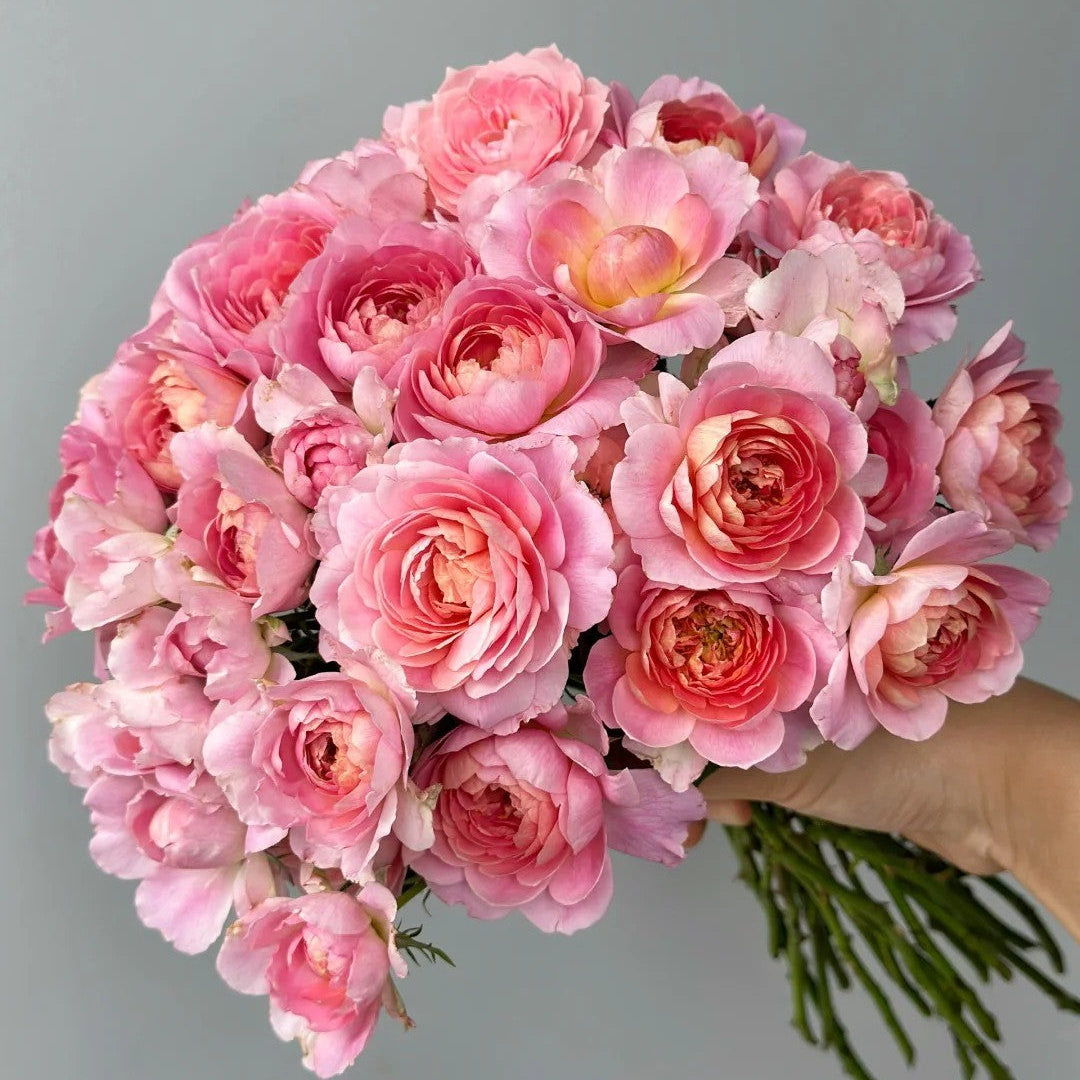 'Zhiqiu' Shrub Rose