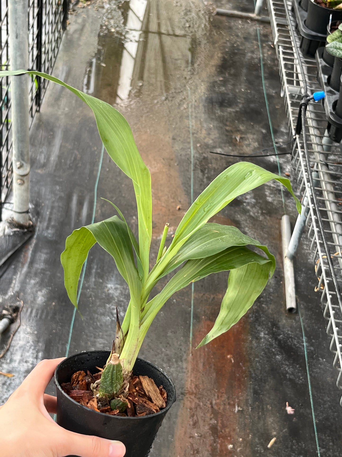 Zygolum Louisendorf 'Rhein Moonlight' (Zspm. labiosum x Z. Artur Elle) --Fragrant Orchid