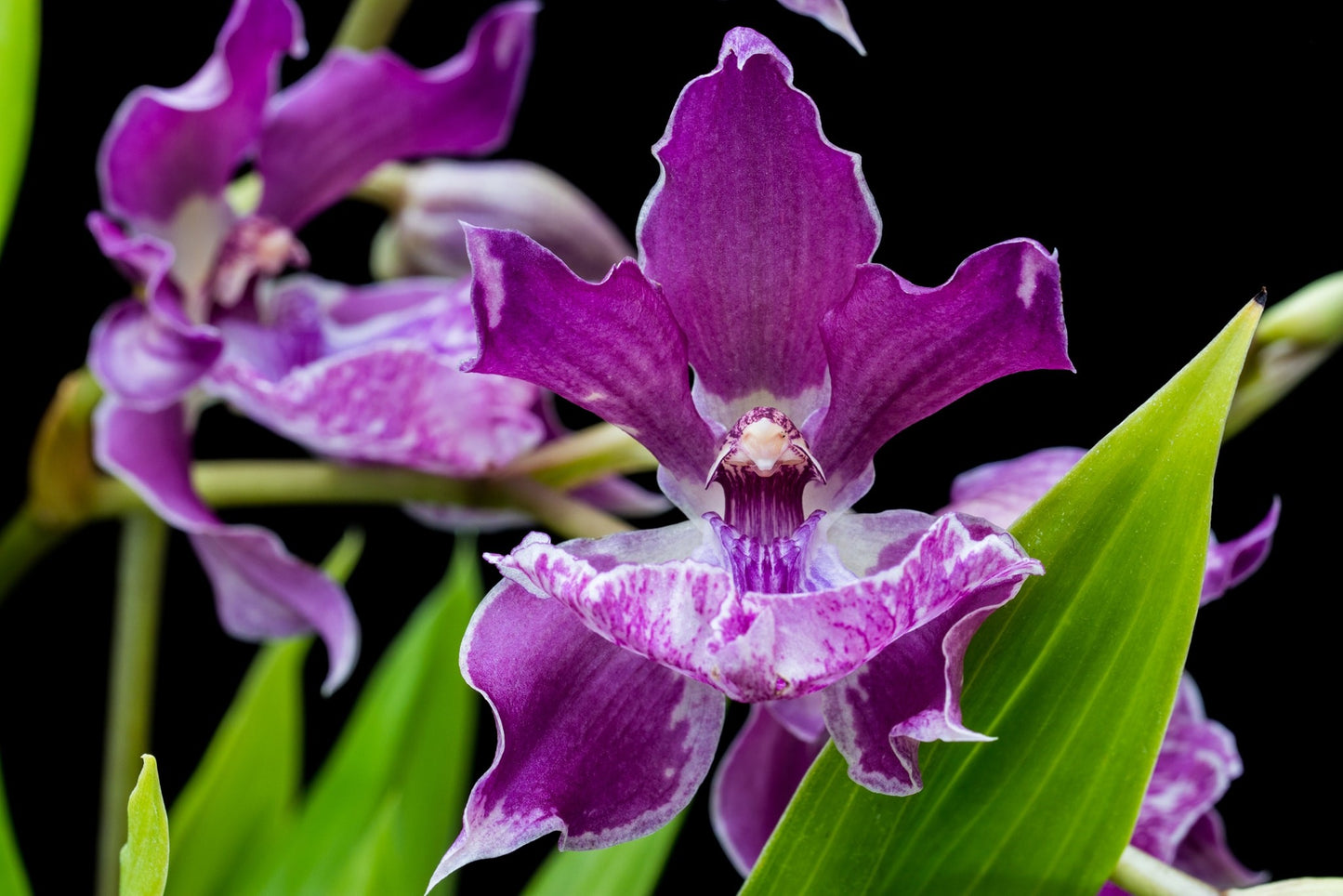 Zygonisia Murasakikomachi 'Blue Hawaii' (Zns. Roquebrune x Aganisia cyanea) --Fragrant Orchid (Copy)