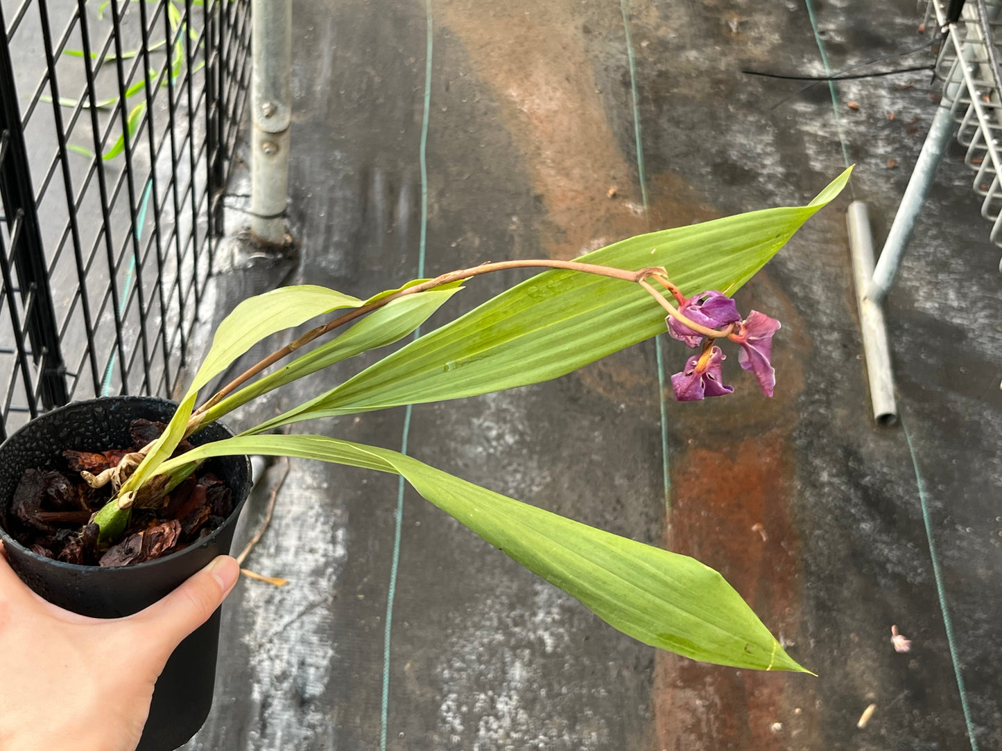 Zygonisia Murasakikomachi 'Blue Hawaii' (Zns. Roquebrune x Aganisia cyanea) --Fragrant Orchid (Copy)