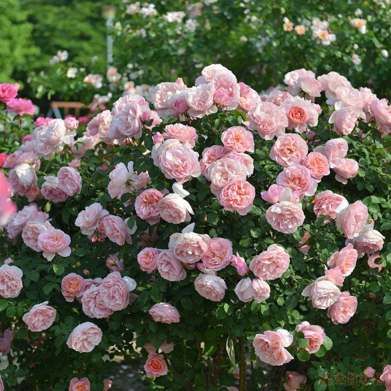 'Dames de Chenonceau' Climbing Rose