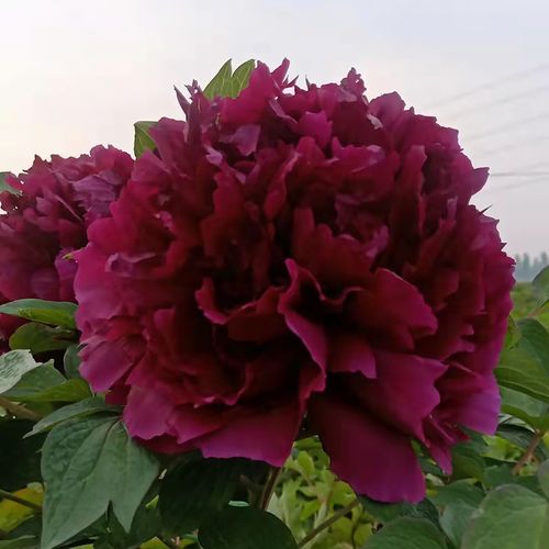 Qi Zhuang Shan He 气壮山河 Tree Peony