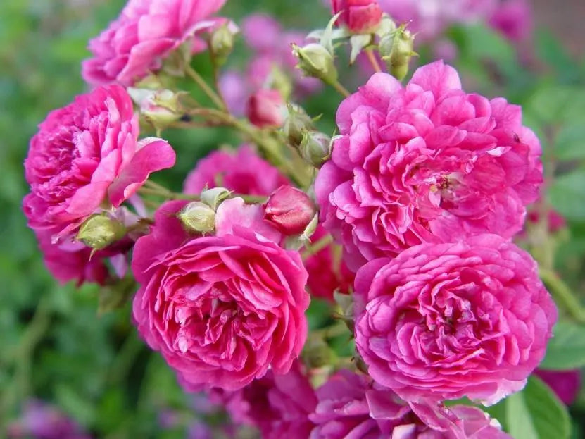 'Sweet Chariot' Tree Rose 22 in