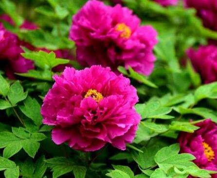 Luoyang Red 洛阳红/紫二乔 Tree Peony