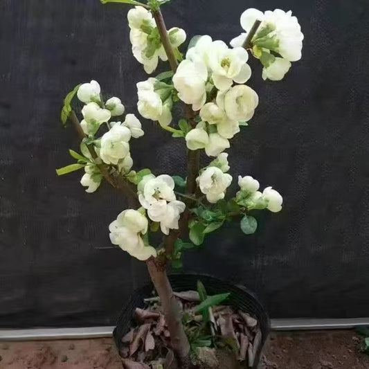 'White Rose Promise' Japanese Flowering Quince