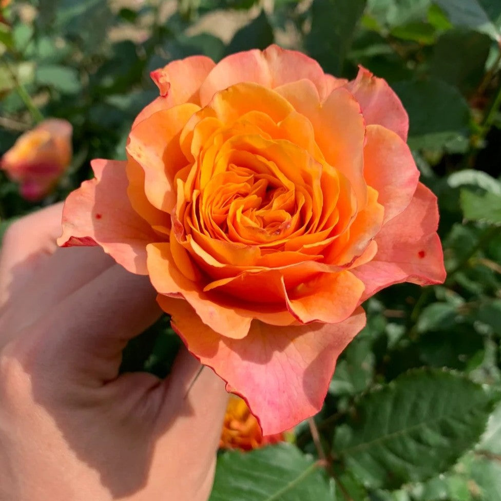 Crazy Love™ Sunbelt® Shrub Rose Brush Live Plant, 5 gallon