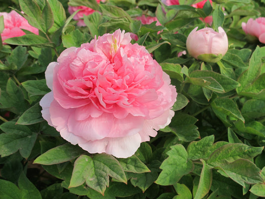 Gui Fei Cha Cui 贵妃插翠 Tree Peony