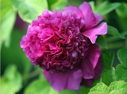 Shou An Red 首案红 Tree Peony