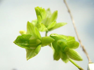 Dendrobium kanburiense --Fragrant, Miniature Orchid