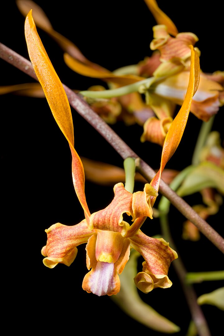 Dendrobium tangerinum --Orchid