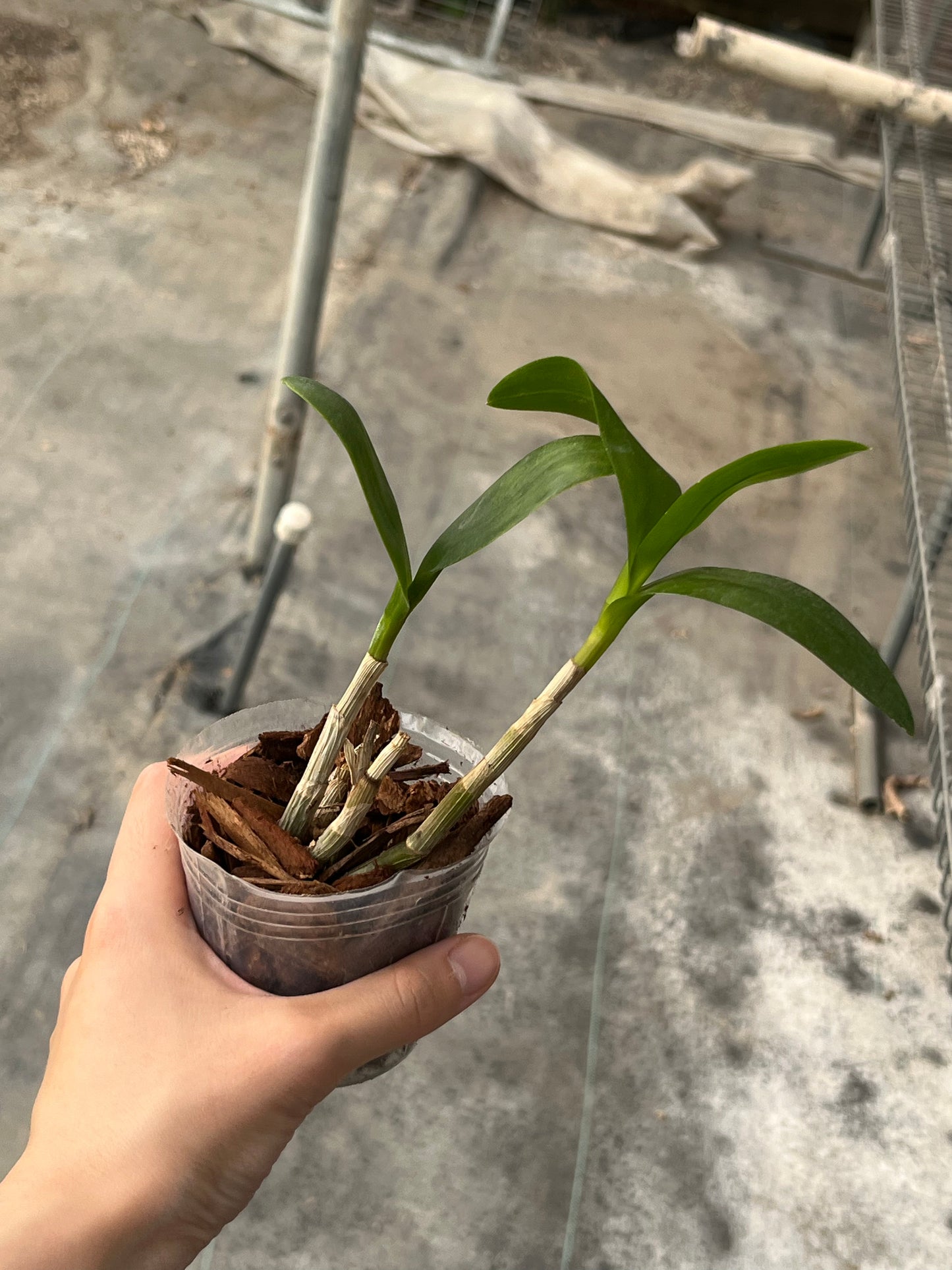 Dendrobium tangerinum --Orchid