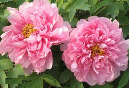 Rou fu rong 肉芙蓉 Tree Peony