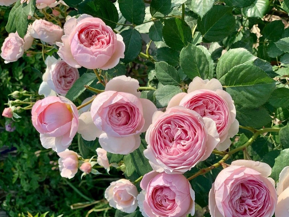Ausham - English Shrub Rose Brush Live Plant, 3-5 gallon