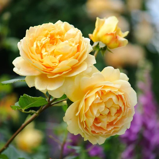 Golden Celebration® (AUSgold) David Austin® Climbing Rose Brush Live Plant, 5 gallon