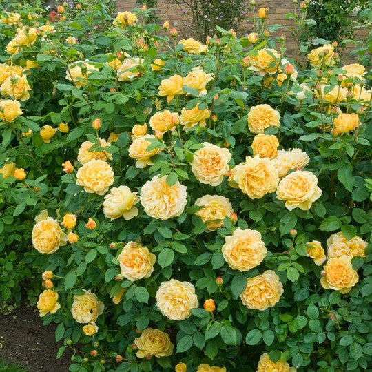 Golden Celebration® (AUSgold) David Austin® Climbing Rose Brush Live Plant, 5 gallon