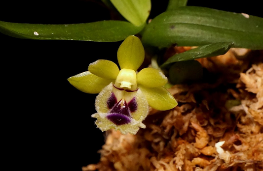 Haraella retrocalla Taiwan fragrant orchid