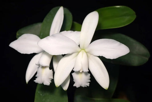 Cattleya violacea f. alba --Fragrant Orchid