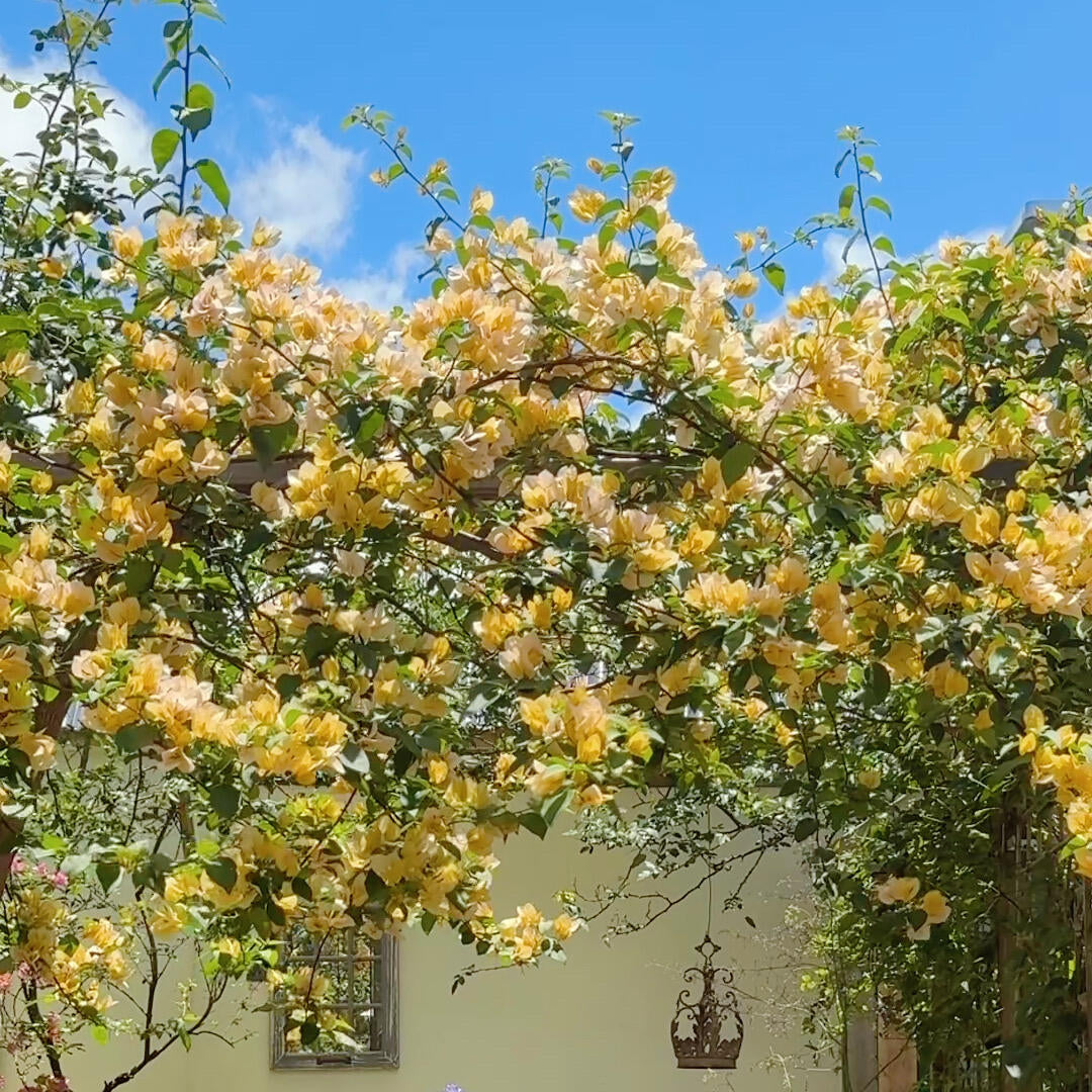 Bougainvillea 'Suvarna'