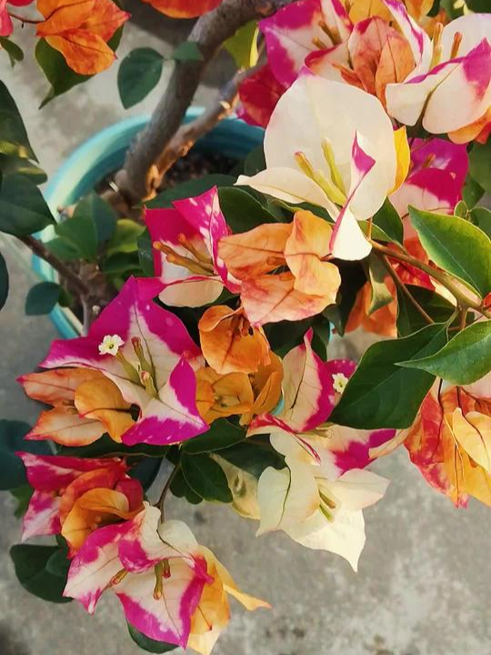 Bougainvillea 'Creme Brulee'