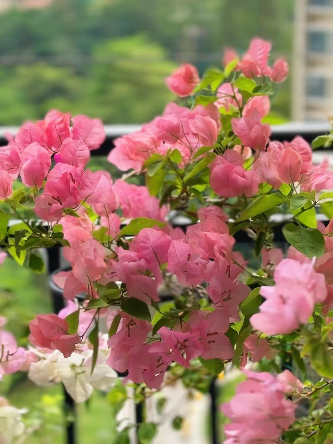 Bougainvillea 'Aruna'