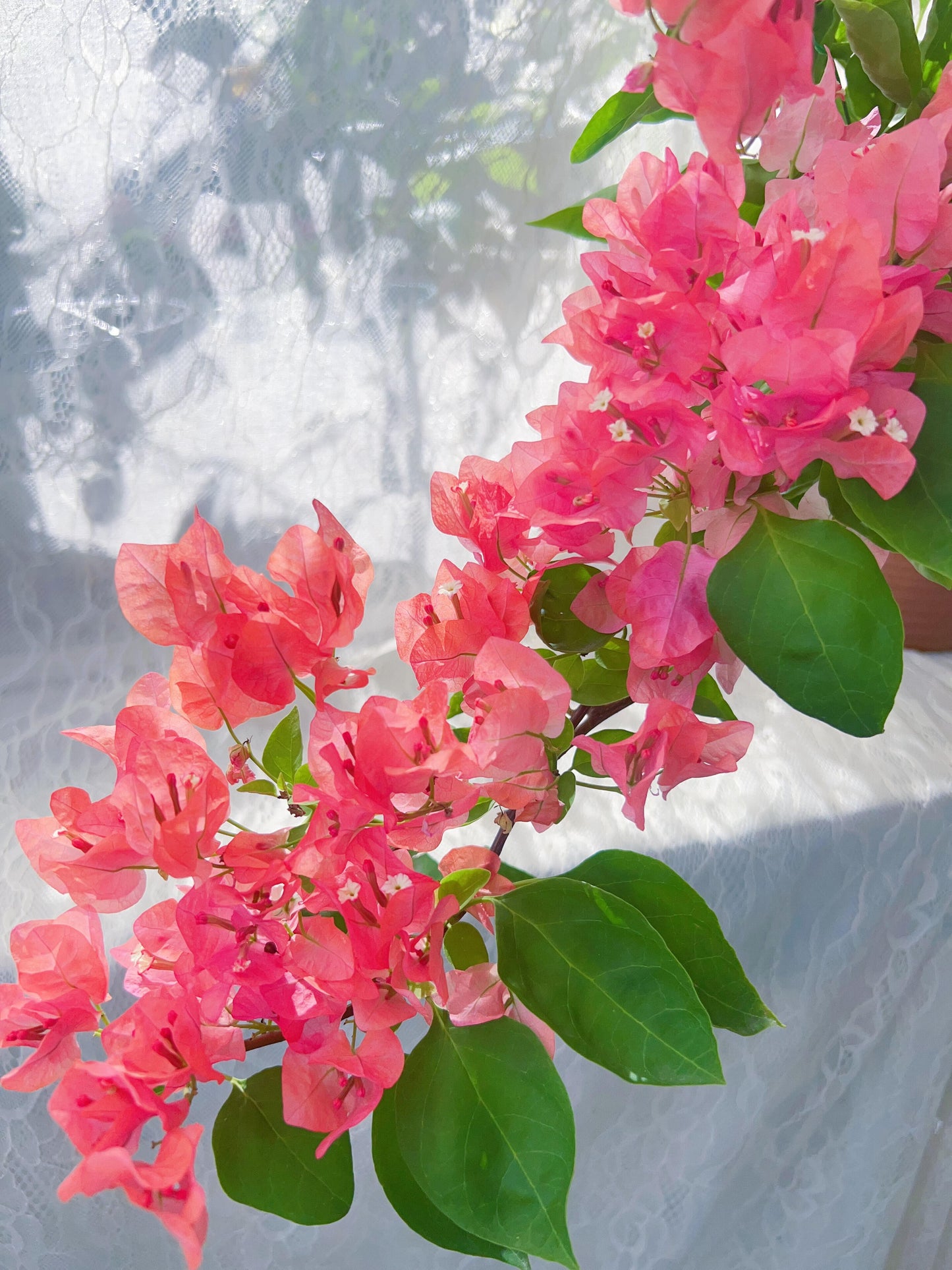Bougainvillea 'Aruna'