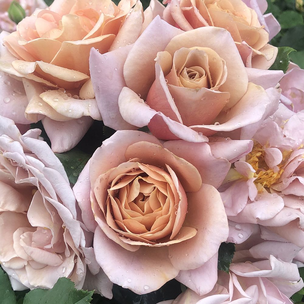 Koko Loco™ Shrub Rose Brush Live Plant, 5 gallon