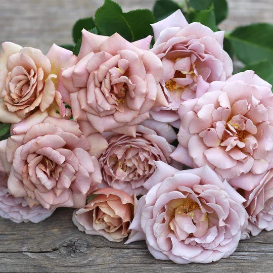 Koko Loco™ Shrub Rose Brush Live Plant, 5 gallon
