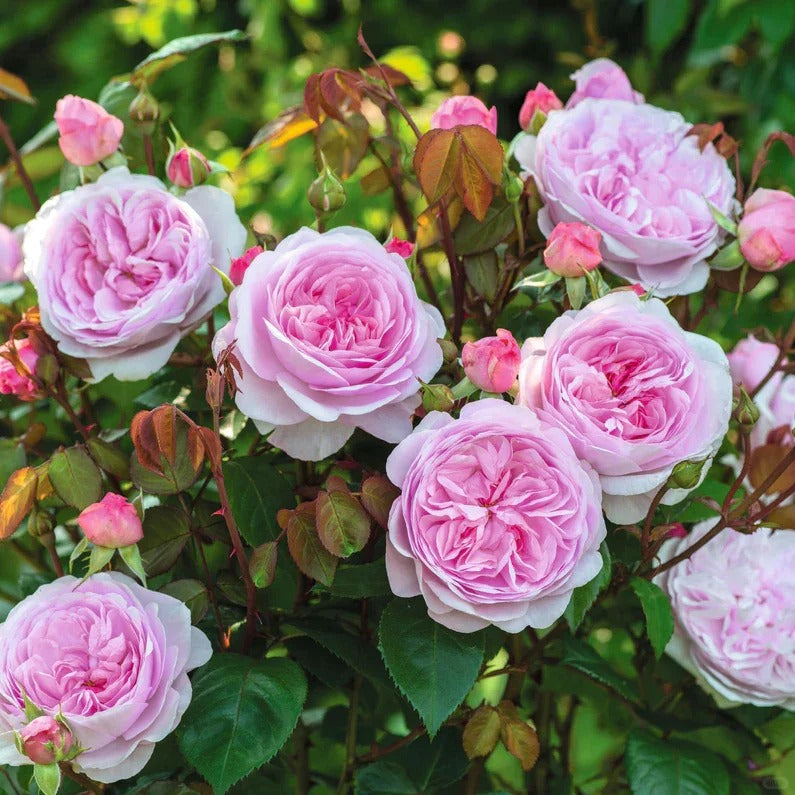 Olivia Rose Austin® (Ausmixture) David Austin® Shrub Rose Brush Live Plant, 3-5 gallon