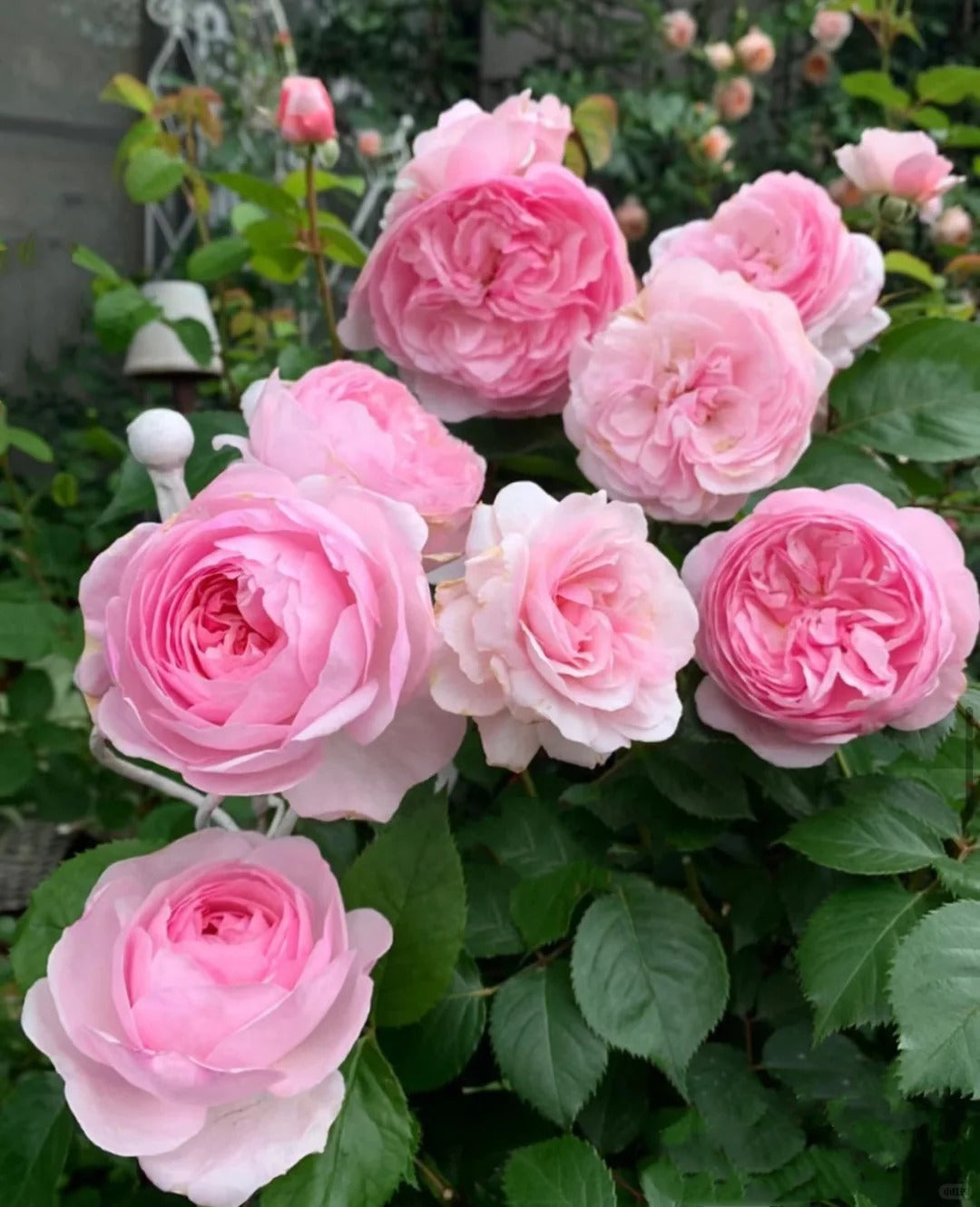 Olivia Rose Austin® (Ausmixture) David Austin® Shrub Rose Brush Live Plant, 3-5 gallon