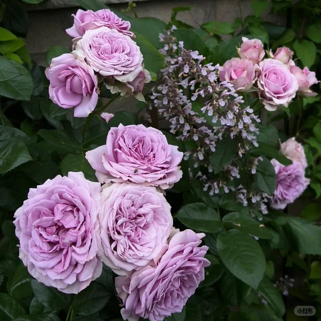 Quick Silver™ Arborose® Climbing Rose Brush Live Plant, 5 gallon