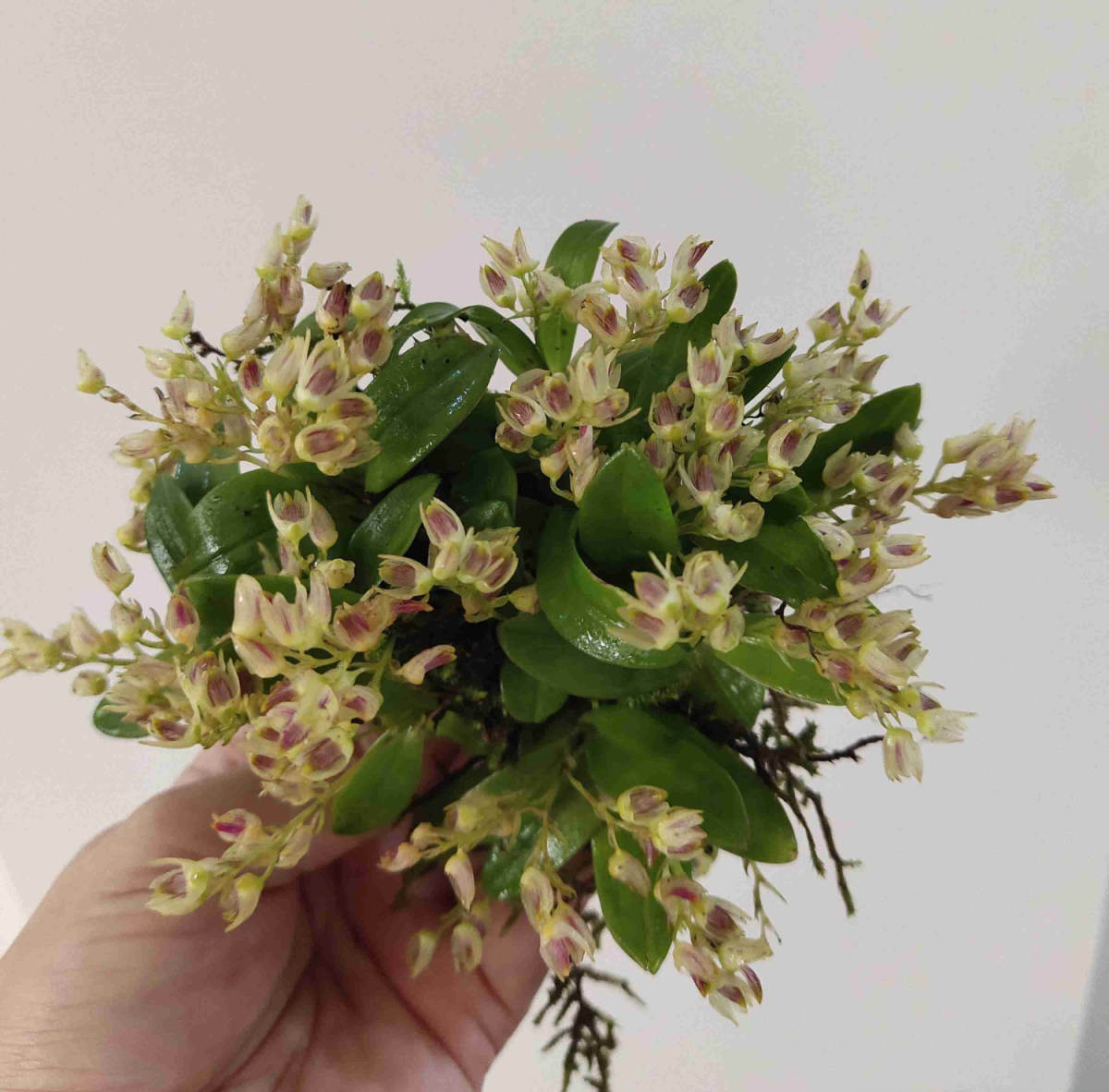 special version of Dendrobium compactum